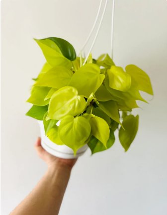 1 Live Plant Philodendron Lemon Basket Full Heads Starting to Vine Live Tropical Plant For Garden