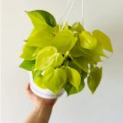 1 Live Plant Philodendron Lemon Basket Full Heads Starting to Vine Live Tropical Plant For Garden