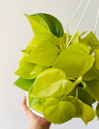 Basket Full Heads Starting to Vine 2 Live Plant Philodendron Lemon Live Tropical Plant For Garden