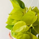 Basket Full Heads Starting to Vine 2 Live Plant Philodendron Lemon Live Tropical Plant For Garden