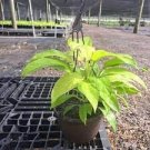 Starting to Vine 3 Live Plant Basket Full Heads Philodendron Lemon Live Tropical Plant For Garden