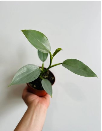1 Philodendron Silver Sword Hastatum Rare Aroid Live Plant in 4&acirc;�� Pot Live Plant For Garden
