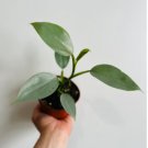 1 Philodendron Silver Sword Hastatum Rare Aroid Live Plant in 4” Pot Live Plant For Garden