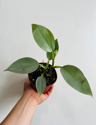 2 Philodendron Silver Sword Hastatum Rare Aroid Live Plant in 4&acirc;�� Pot Live Plant For Garden