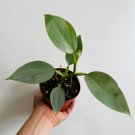 2 Philodendron Silver Sword Hastatum Rare Aroid Live Plant in 4” Pot Live Plant For Garden