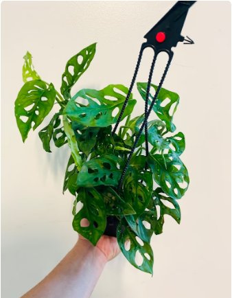 1 Monstera Adansonii Wide Form Swiss Cheese Plant 4” Hanging Basket ...