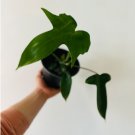 1 Live Plant Philodendron Florida Green Red Petiole Rare Aroid For Garden