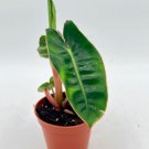 1 Plant Philodendron Billietiae I RARE Billietae Philodendron Live Tree