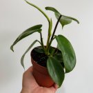 1 Live Plant Philodendron Florida Green For Garden