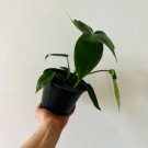 8 Florida Green Philodendron Live Plant For Garden