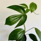 Tail Plant Rhaphidophora 4” Pot Decursiva 8 Dragon’s Live Plant For Garden