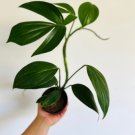 Rhaphidophora 4” Pot Tail Plant Decursiva 16 Dragon’s Live Plant For Garden