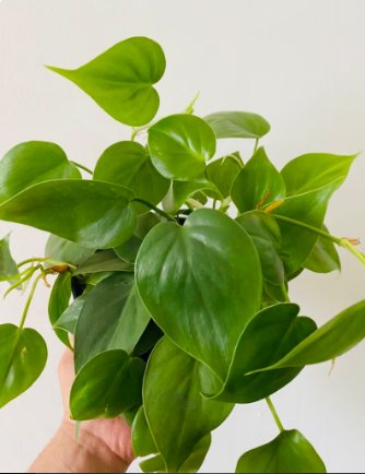 1 Live Plant Philodendron Hederaceum Heartleaf Philodendron For Garden