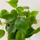 1 Live Plant Philodendron Hederaceum Heartleaf Philodendron For Garden