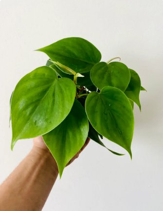 Heartleaf Philodendron Philodendron Hederaceum 4 Live Plant For Garden