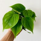Heartleaf Philodendron Philodendron Hederaceum 4 Live Plant For Garden