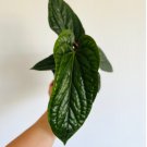 1 Live Plant Anthurium Radicans x Luxurians Rare Variety Tropical Plant For Garden