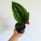 Luxurians 4 Live Plant Anthurium Radicans x Rare Variety Tropical Plant For Garden