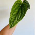 Radicans x Rare Variety Luxurians 8 Live Plant Anthurium Tropical Plant For Garden