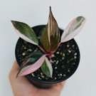 1 Live Plant Philodendron Pink Princess Philodendron Erubescens Rare Plant For Garden