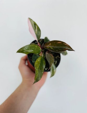 2 Live Plant Philodendron Pink Princess Philodendron Erubescens Rare Plant For Garden