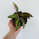 Philodendron Pink 4 Live Plant Princess Philodendron Erubescens Rare Plant For Garden