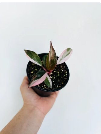 Princess Philodendron Philodendron Pink 8 Live Plant Erubescens Rare Plant For Garden