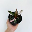 Princess Philodendron Philodendron Pink 8 Live Plant Erubescens Rare Plant For Garden