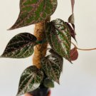 2 Live Plant Piper Crocatum Large Growth Rare Aroid For Garden
