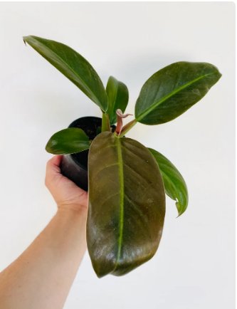 Cardinal 4 Live Plant Philodendron Black Rare Trendy Houseplant 4" Black Cardinal For Garden