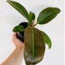 Cardinal 4 Live Plant Philodendron Black Rare Trendy Houseplant 4" Black Cardinal For Garden