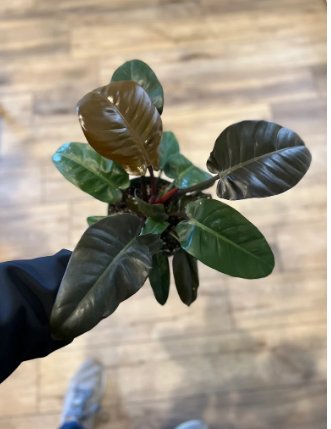 Philodendron Black Rare Cardinal 8 Live Plant Trendy Houseplant 4" Black Cardinal For Garden
