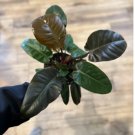 Philodendron Black Rare Cardinal 8 Live Plant Trendy Houseplant 4" Black Cardinal For Garden