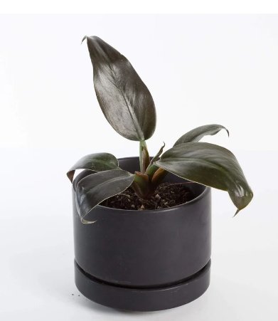 Rare Cardinal 16 Live Plant Philodendron Black Trendy Houseplant 4" Black Cardinal For Garden