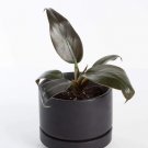 Rare Cardinal 16 Live Plant Philodendron Black Trendy Houseplant 4" Black Cardinal For Garden