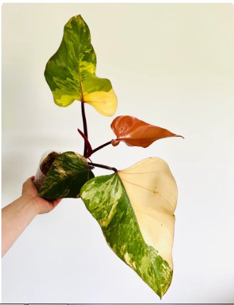 1 Live Plant Philodendron Strawberry Shake High Variegation For Garden
