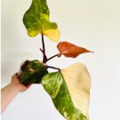 1 Live Plant Philodendron Strawberry Shake High Variegation For Garden