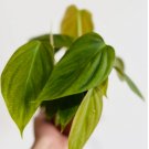 1 Live Plant Philodendron Fuzzy Petiole Rare Aroid For Garden