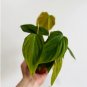 1 Live Plant Philodendron Fuzzy Petiole Rare Aroid For Garden