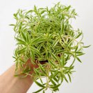 1 Live Plant Variegated Sea Urchin Sedum Lineare Variegatum 4” Tropical Houseplant For Garden