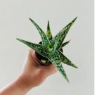 1 Live Plant Aloe Strawberry Jam Variegated Aloe Plant Easy Plants For Garden