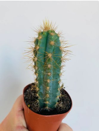 1 Live Plant 2" Blue Cactus Column Cactus Pilosocereus Pachycladus Live Cactus For Garden