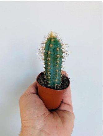 2" Blue Cactus Column Cactus 2 Live Plant Pilosocereus Pachycladus Live Cactus For Garden