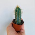 2" Blue Cactus Column Cactus 2 Live Plant Pilosocereus Pachycladus Live Cactus For Garden