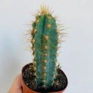 Column Cactus 3 Live Plant Pilosocereus 2" Blue Cactus Pachycladus Live Cactus For Garden
