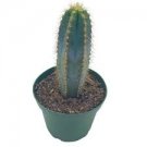 Column Cactus 4 Live Plant Pilosocereus 2" Blue Cactus Pachycladus Live Cactus For Garden