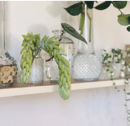 1 Unroot Cutting Burros Tail Sedum Morganianum Donkey Tail Trailing Plant Succulent For Garden