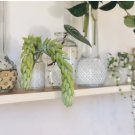 1 Unroot Cutting Burros Tail Sedum Morganianum Donkey Tail Trailing Plant Succulent For Garden