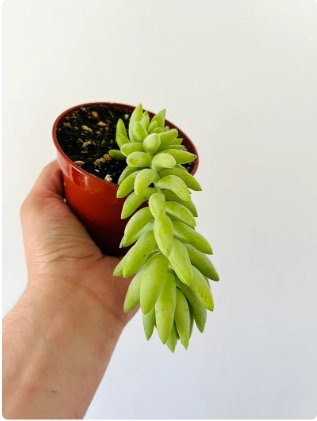 Tail Sedum Morganianum Donkey 2 Unroot Cutting Burros Tail Trailing Plant Succulent For Garden