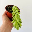 Tail Sedum Morganianum Donkey 2 Unroot Cutting Burros Tail Trailing Plant Succulent For Garden